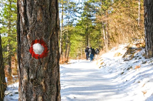 Hike through Pine forest during winter, large trees with clear blue sky in Sarajevo on Trebevic mountain