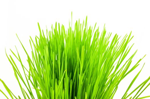 Christmas wheat, grass isolated on white background.