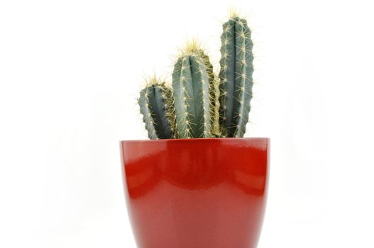 Cactus collection for decoration in pots, isolated on white background with reflection on floor