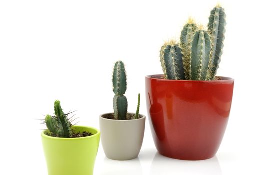 Cactus collection for decoration in pots, isolated on white background with reflection on floor