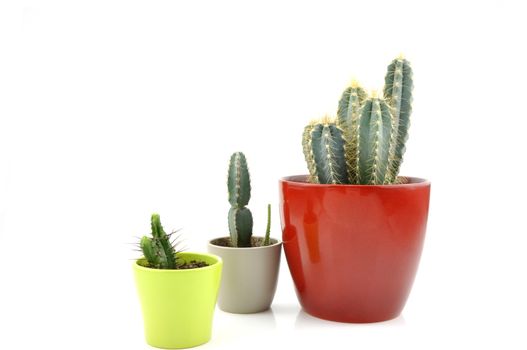 Cactus collection for decoration in pots, isolated on white background with reflection on floor