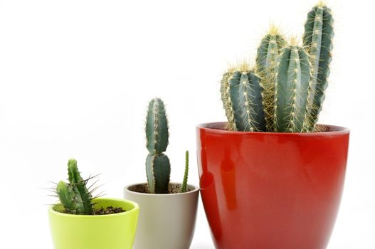 Cactus collection for decoration in pots, isolated on white background with reflection on floor