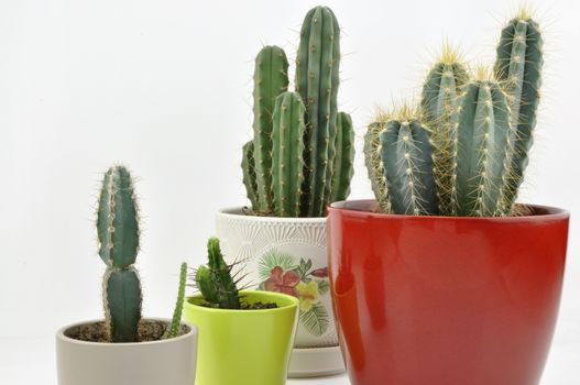 Cactus collection for decoration in pots, isolated on white background with reflection on floor