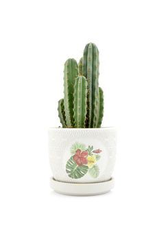 Cactus collection for decoration in pots, isolated on white background with reflection on floor