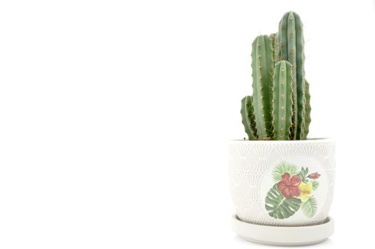 Cactus collection for decoration in pots, isolated on white background with reflection on floor