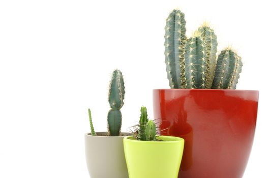 Cactus collection for decoration in pots, isolated on white background with reflection on floor