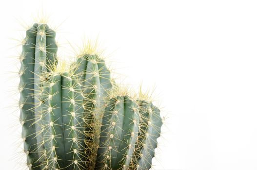 Cactus collection for decoration in pots, isolated on white background with reflection on floor