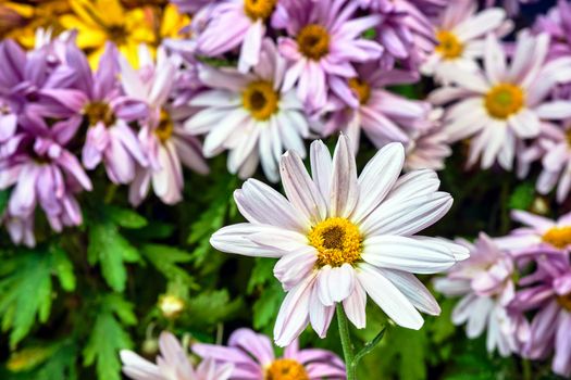 white chrysanthemum flower during fall in Poland
