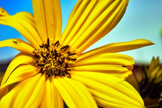 beautiful yellow false  sunflower in a meadow during autumn in Poland
