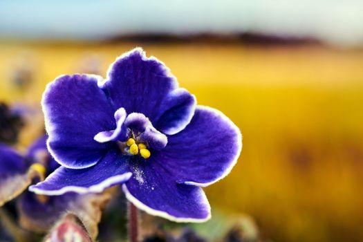 beautiful, purple African violet flower in a meadow during autumn in Poland
