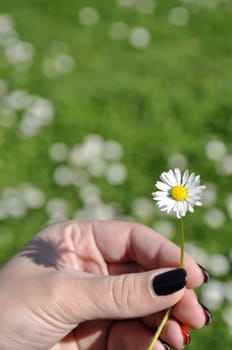 Common white daisy from garden in hand of girl