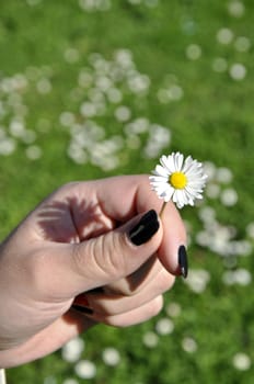 Common white daisy from garden in hand of girl