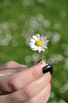 Common white daisy from garden in hand of girl