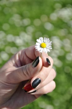 Common white daisy from garden in hand of girl