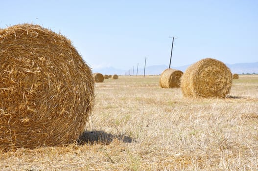 Hay bales on the field after harvest, in the middle of Cyprus