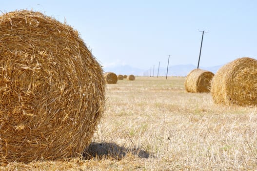 Hay bales on the field after harvest, in the middle of Cyprus