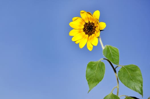 Sunflowers, blooming sunflower on a background blue sky.