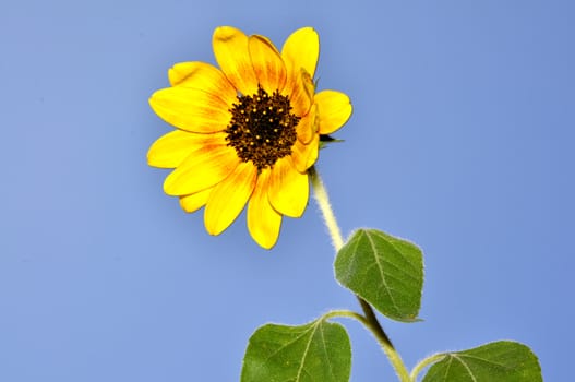 Sunflowers, blooming sunflower on a background blue sky.