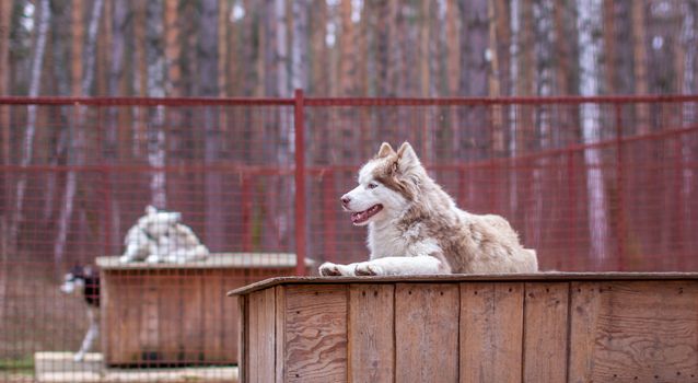 Siberian husky dog lying on a wooden house. The dog is lying, bored and resting. High quality photo