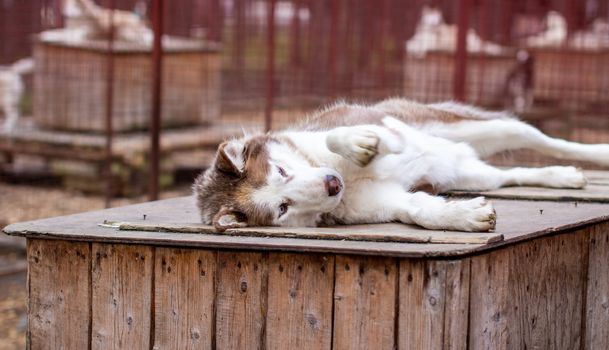 Siberian husky dog lying on a wooden house. The dog is lying, bored and resting. High quality photo