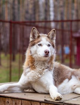 Siberian husky dog lying on a wooden house. The dog is lying, bored and resting. High quality photo