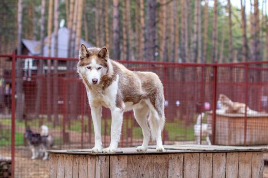 Siberian husky dog lying on a wooden house. The dog is lying, bored and resting. High quality photo