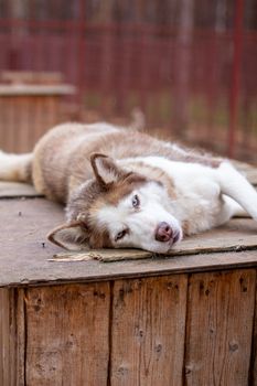 Siberian husky dog lying on a wooden house. The dog is lying, bored and resting. High quality photo