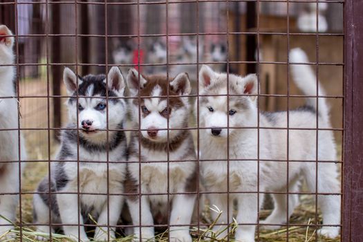 Close-up of beautiful Husky dog puppies being in a cage and looking through the cage. A lone dog in an animal shelter