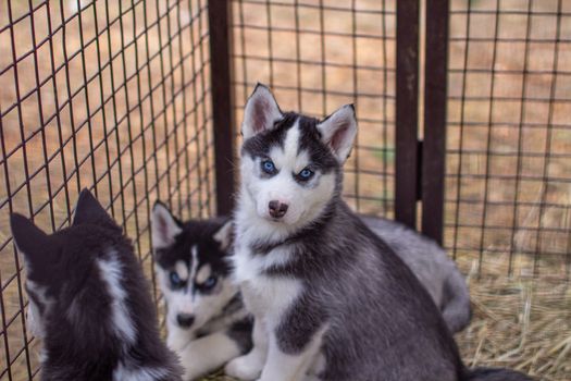 Close-up of husky dog puppies being in a cage and watching. A lone dog in a cage at an animal shelter