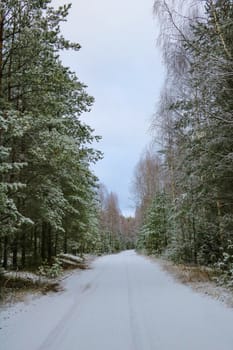 View of the snowy road in the forest