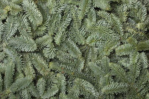 Noble fir tree branch christmas new year background close up
