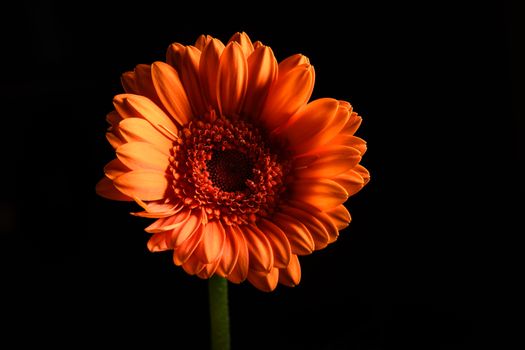 Pretty Flower closeup isolated on a black background