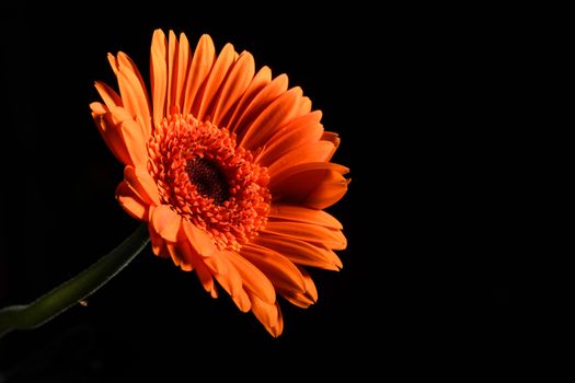 Pretty Flower closeup isolated on a black background