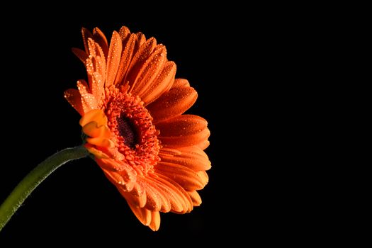 Pretty Flower closeup isolated on a black background