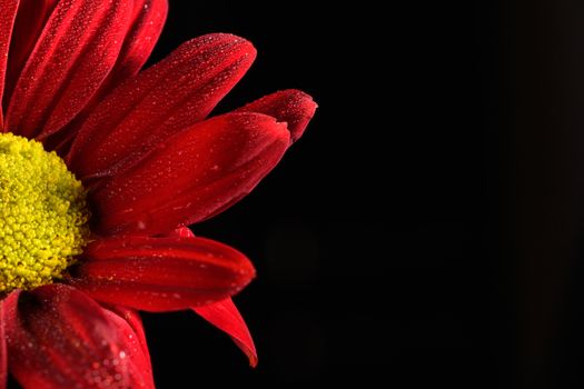 Pretty Flower closeup isolated on a black background