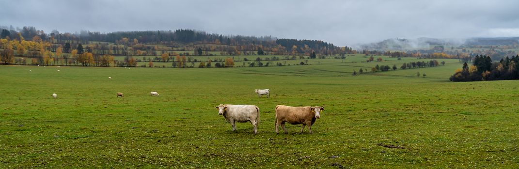 grazing bulls on pasture in autumn