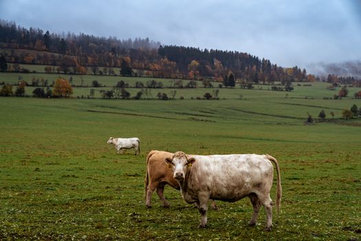 grazing bulls on pasture in autumn