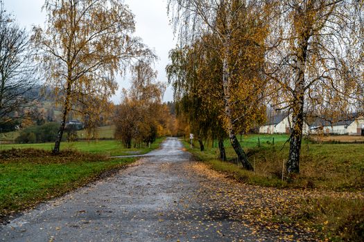 road in the countryside in autumn.