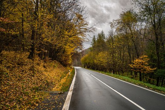 asphalt road in the autumn forest.