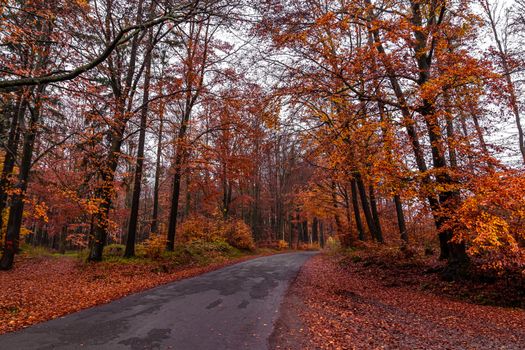 asphalt road in the autumn forest.