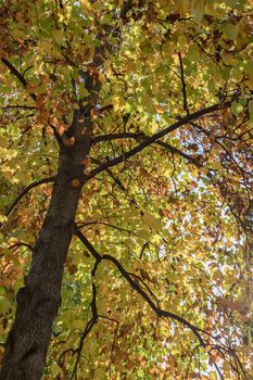 Yellow and orange autumn leaves on a tree seen from below.