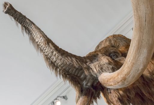 Realistic life size replica model of Woolly Mammoth. Civic Museum of Natural Sciences of Bergamo, ITALY - October 5, 2019.