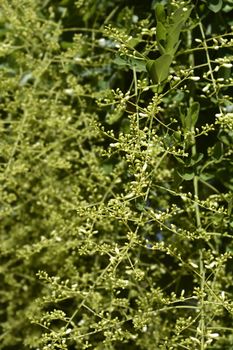 Weeping Japanese pagoda tree - Latin name - Sophora japonica pendula