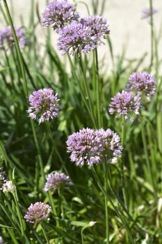 Giant onion flowers - Latin name - Allium giganteum