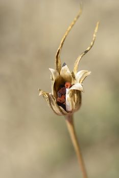 Common corn cockle seed capsule - Latin name - Agrostemma githago