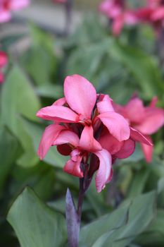 Canna lily Tropical Rose - Latin name - Canna x generalis Tropical Rose