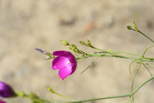 Purple poppy-mallow - Latin name - Callirhoe involucrata