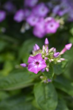 Phlox Purple Eye Flame flowers - Latin name - Phlox paniculata Purple Eye Flame