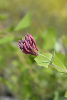 Honeysuckle Dropmore Scarlet flower buds - Latin name - Lonicera x brownii Dropmore Scarlet