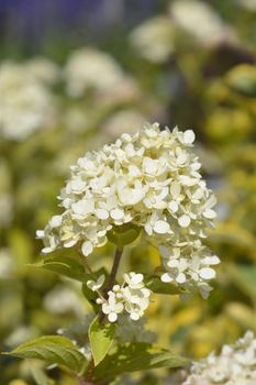 Paniculate hydrangea - Latin name - Hydrangea paniculata